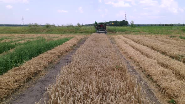 Slow Motion Aerial Shot of Modern Small Harvester Machine is Operating in the Field on Breeding alt