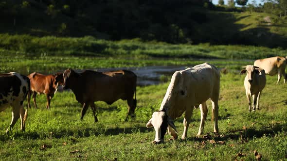 A cow grazes and eats grass in an open field with other cows nearby and a river in the background alt