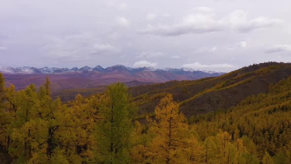 Kurai Steppe Yellow Larches Kurai Ridge Autumn alt