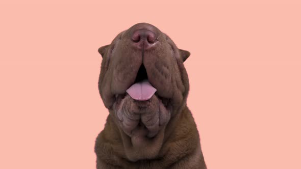 Shar Pei Dog with Colurful Background alt
