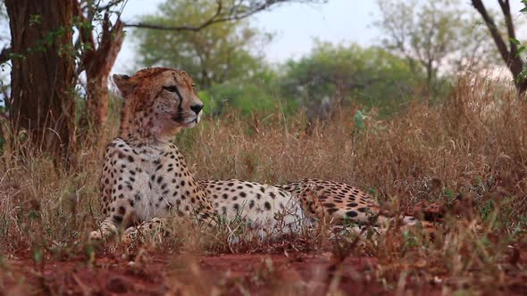 A female cheetah, Acinonyx jubatus lays down in the shade and is viewed at eye level during the summ alt