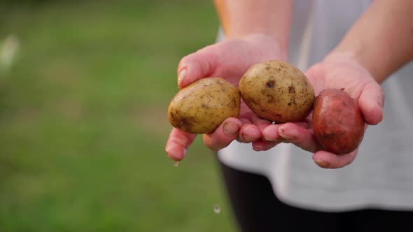 Woman hold in hands potato harvest in garden close-up outdoors. Female farmer middle aged alt
