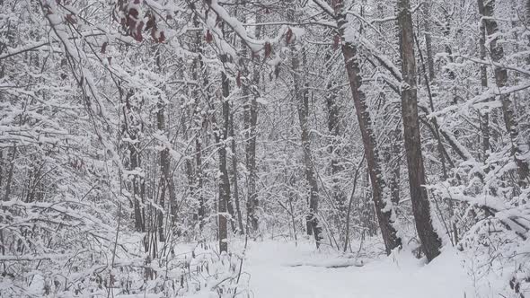 Beautiful Winter Forest, Fresh White Snow Falls.