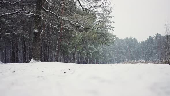 Reverse Timelapse of Snowfall in Winter Forest Slow Motion alt