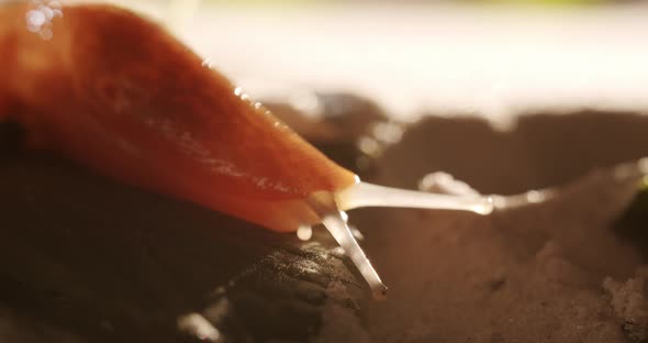 Close Up Homeless Brown Snail That Crawls Slowly on the Sand and Natural Leaves alt