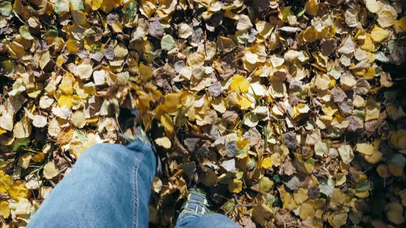Point of View to Male Feet Stepping on Color Fallen Leaves