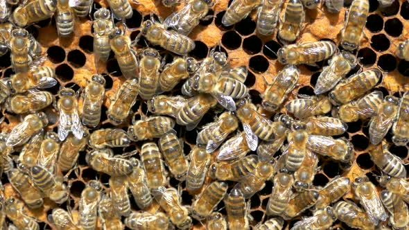 Bees Crawl on Honeycombs. Bees Work in the Hive. Apiary Closeup. Honey Production