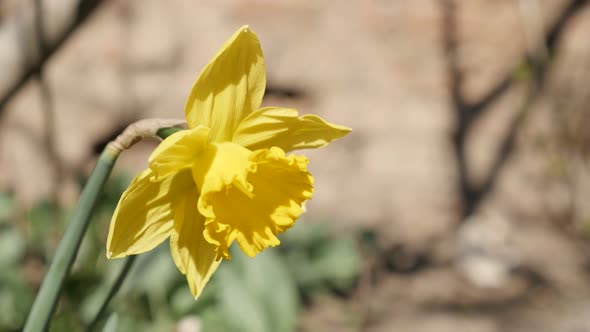 Early spring yellow plant Pseudonarcissus in the garden 4K 2160p 30fps UltraHD footage - Natural bac alt