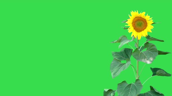 Sunflower On Green 3