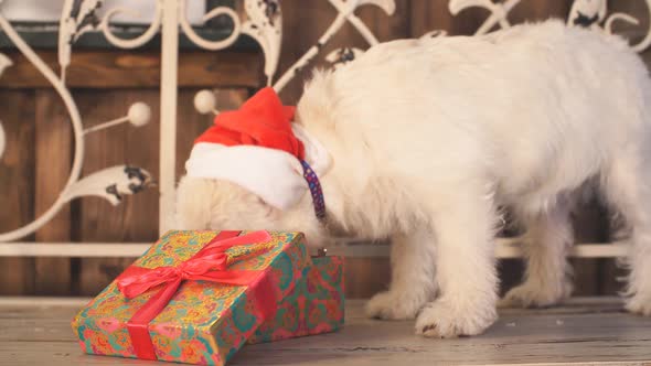 Adorable Dog Looking for Presents on Christmas
