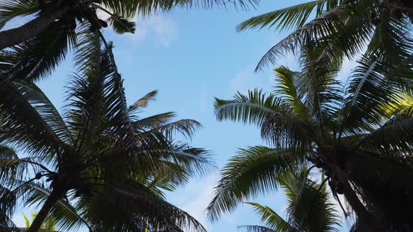 Looking up at tropical coconut trees with blue sky background walking forward alt