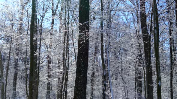 Beautiful Winter Forest