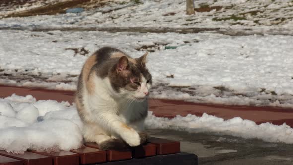 Calico stray cat is licking its fur at a snowy park