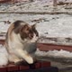 Calico stray cat is licking its fur at a snowy park - VideoHive Item for Sale
