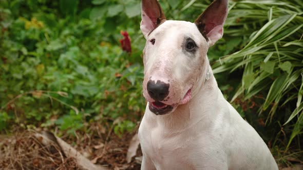 Close Up Cute White Bull Terrier Dog Sitting Outdoors