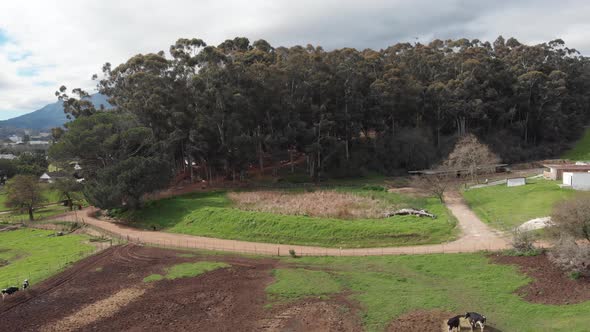 An establishing shotes from a herd of cows on an open field, over a wood, to reveal mountains in the alt
