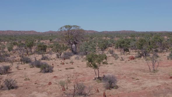 aerial shot flying forward towards a boab tree in the kimberley alt