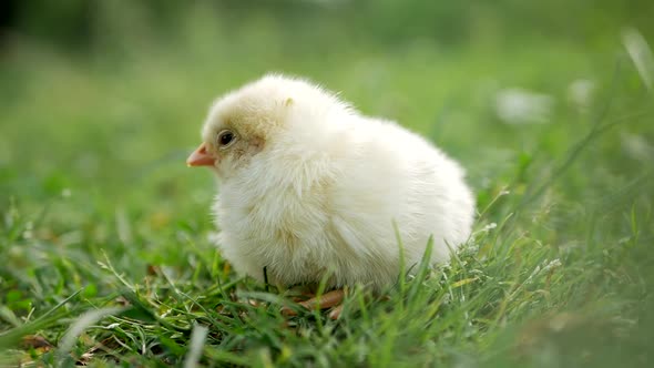 Little chicken on the grass alt