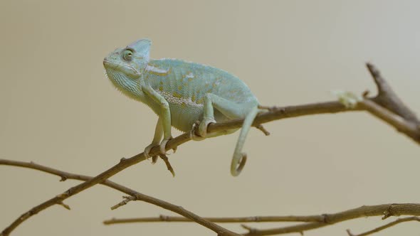Colorful Chameleon Sits on Branch and Looks Around on Beige Background alt