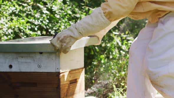 Caucasian male beekeeper in protective clothing opening beehive alt