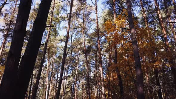 Autumn Forest Scenery. 4K shot. Slow Forward, Looking Up.