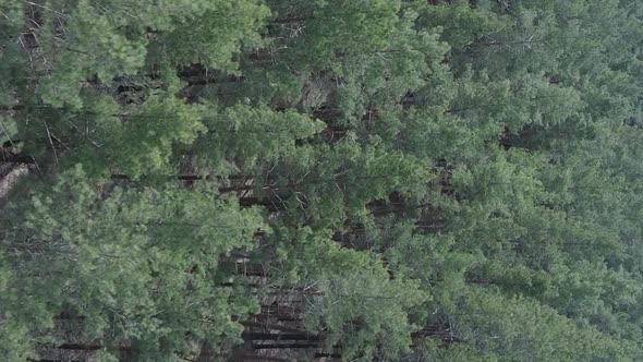 Vertical Video of Pine Forest Aerial View Slow Motion alt