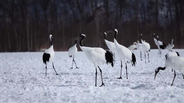 Japanese Cranes Hokkaido Japan alt