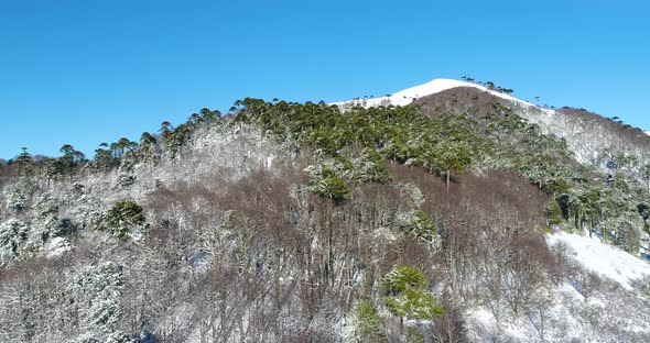Andes Mountains Araucaria Araucania Forest Flying Over Mountaintop Aerial View alt