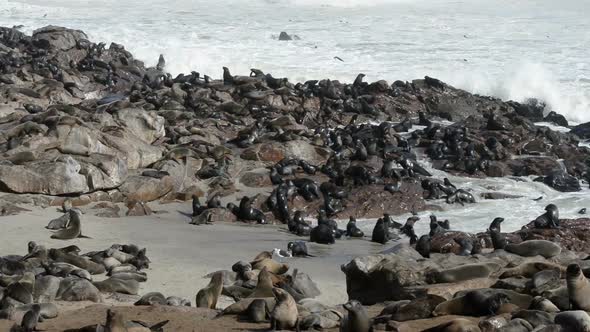 One of the Largest Colonies of Fur Seals in the World