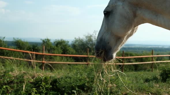 The Head of a White Horse Close-up Chewing Hay.