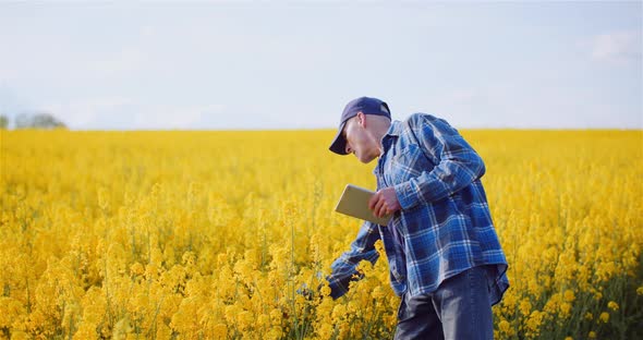 Agriulture - Farmer Using Digital Tablet Computer Touching Inspecting Rapeseed Field at Farm alt