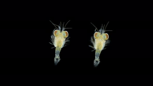 Crustacea Mysida Idiomysis Sp alt