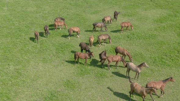 Horses Is Grazed on a Green Meadow alt
