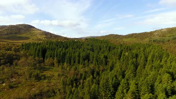 Aerial view of the Scandinavian forest in summer alt