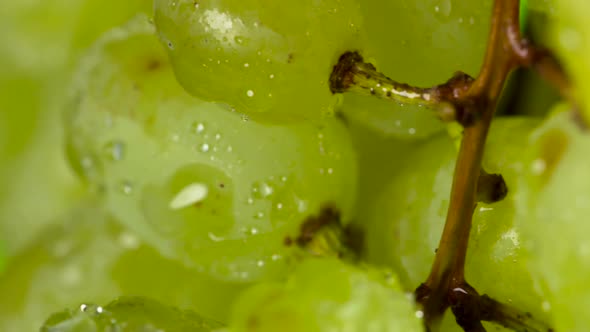 Grapes Berries With Dew Drops