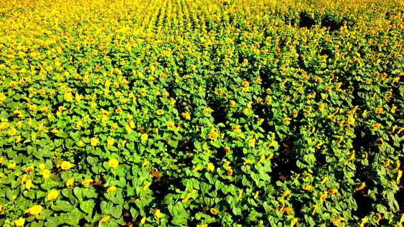 Aerial drone view of a flying over the sunflower field alt