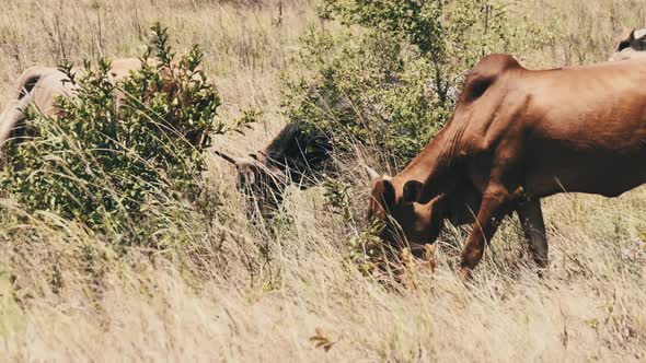Herd of African Humpback Cows Walking at the Side of the Asphalt Road Zanzibar alt