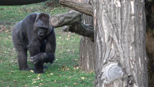 Portrait of a dominant gorilla. (Gorilla gorilla)