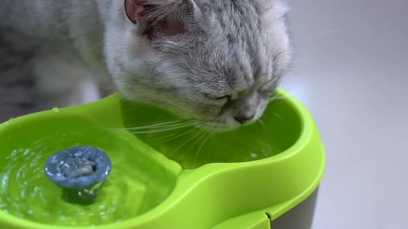 Cute Scottish Cat Drinking Water From Fountain alt