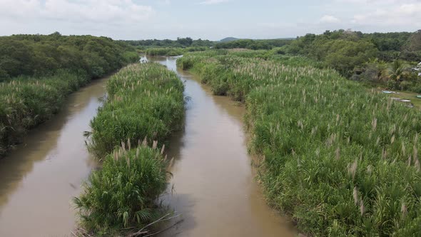 Tall reed plants growing along the shore line of a tropical river in Puntarenas, Costa Rica. Wide an alt