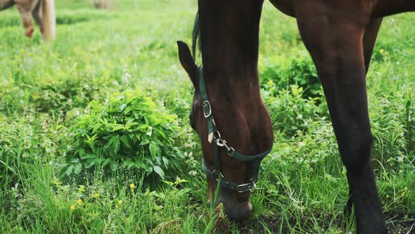 A Dark Bay Horse Grazing In The Beautiful Field Meadows  Scenes From Horse Farm alt