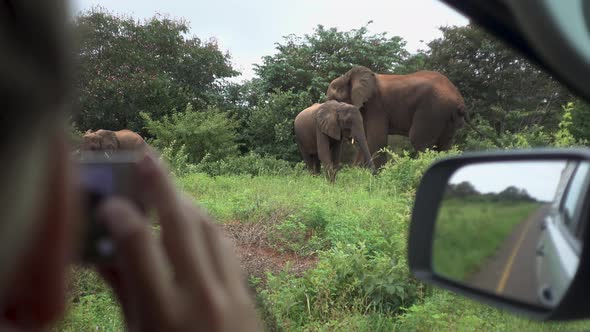 Over the Shoulder of Tourist Photographing Three Wild African Elephants on Side of the Road alt