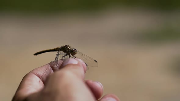 Close-up, Slow Motion: Dragonfly Sits on Finger, Then Flies Away. alt