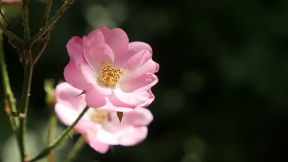 Pink Rosa miniature flower shallow DOF 3840X2160 UltraHD footage - Hybrid rose  plant details  2160p alt
