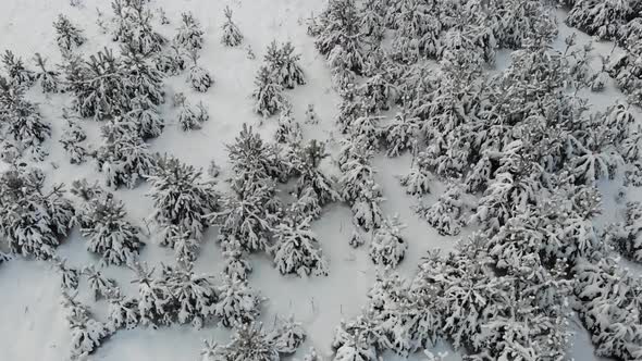 13 Young Fir Trees Under The Snow