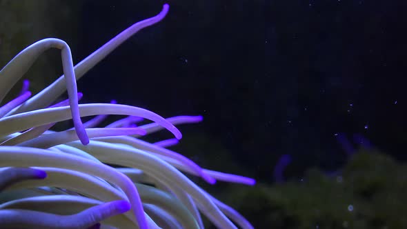 Magnificent Sea Anemone Heteractis Magnifica alt