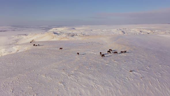 Aerial View of a Herd of Horses Grazing in a Field in Winter