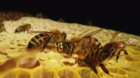 A Striped Yellow Bee Colony Works on the Combs in the Hive alt