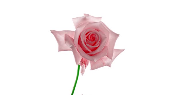 Beautiful Opening Pink Rose on White Background alt