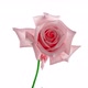 Beautiful Opening Pink Rose on White Background - VideoHive Item for Sale